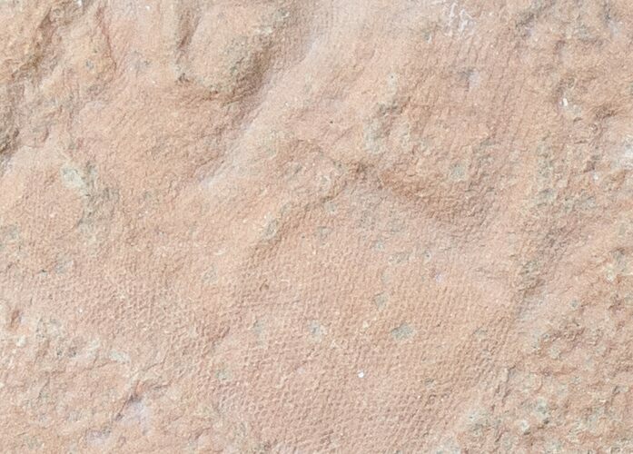 Rare Fossil Reptile Skin Impression - Green River Formation #12264